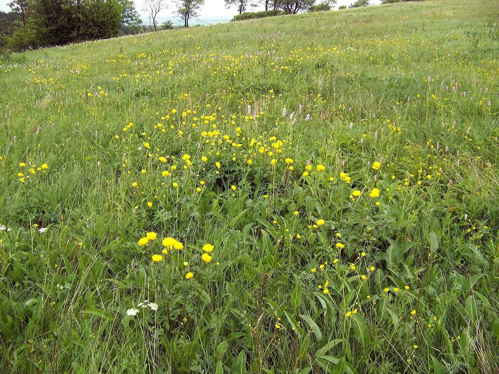 Bergwiese am Geisingberg mit gelb blühenden Trollblumen im Gras