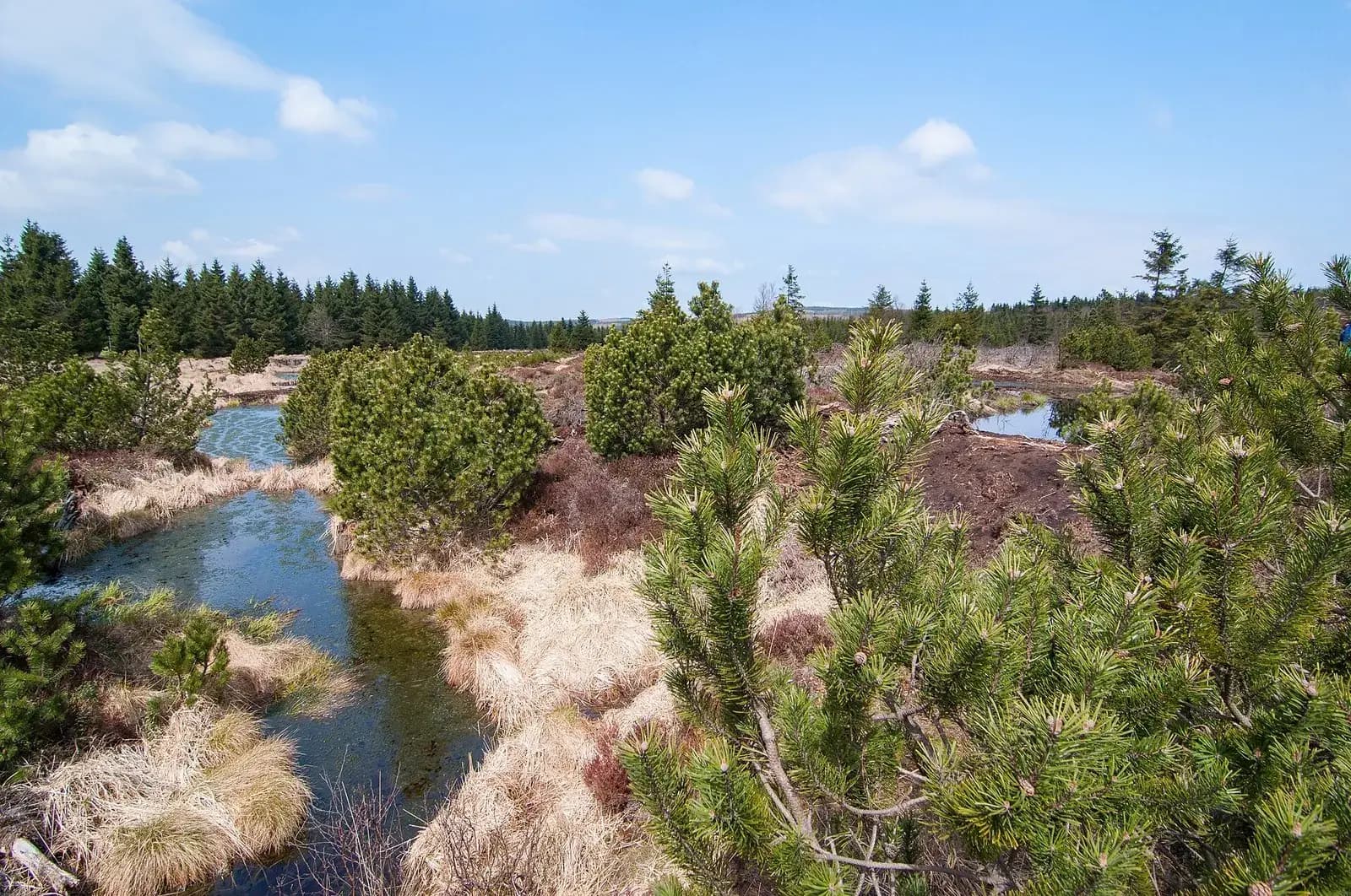 Moorlandschaft im Georgenfelder Hochmoor mit Moorkiefern, Wollgras und offenen Wasserflächen