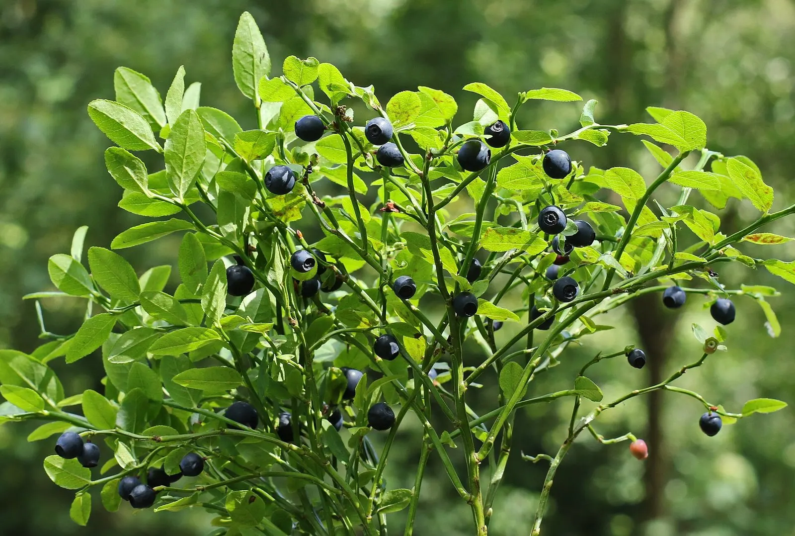 Zweig einer Heidelbeerpflanze mit reifen dunkelblauen Beeren im Wald