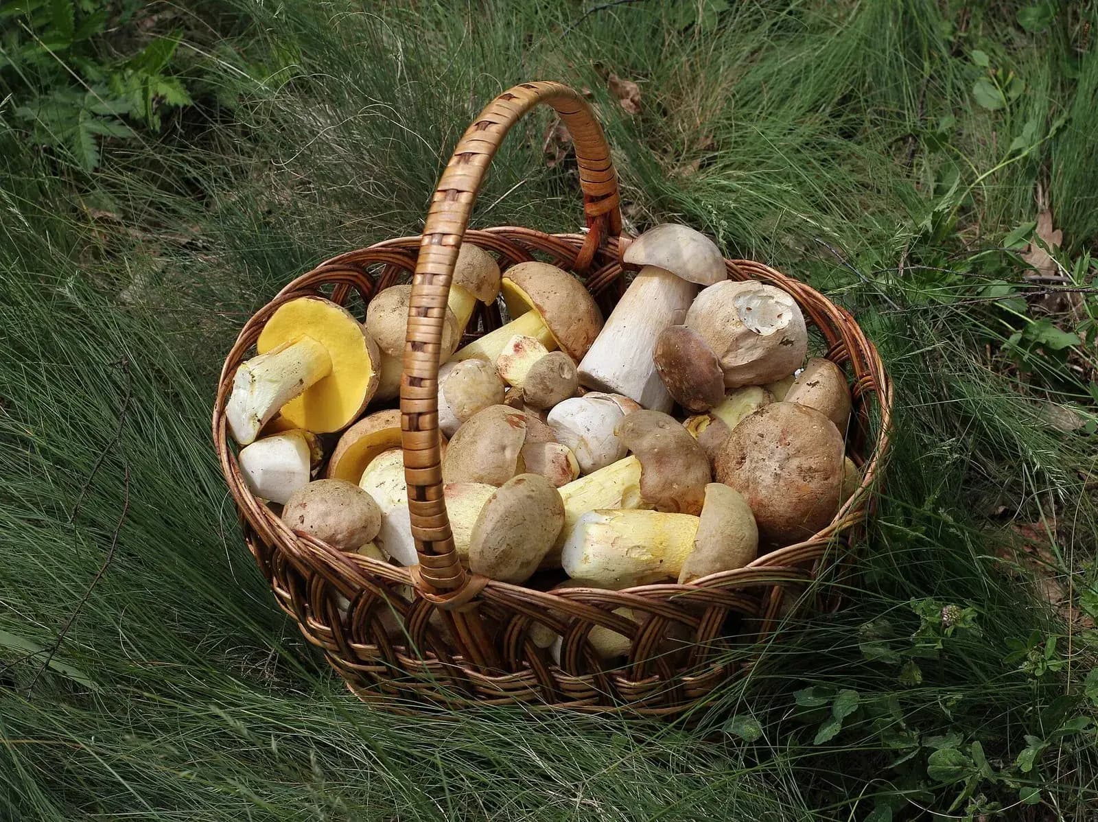 Weidenkorb mit frisch gesammelten Röhrlingen im Gras